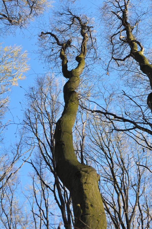 Haagbeuken groeien in het bos royalty-vrije stock fotografie