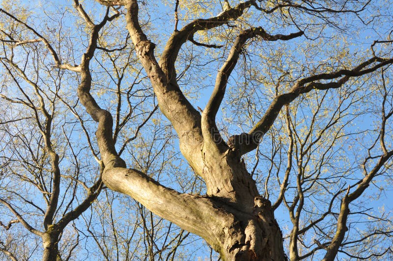Haagbeuken groeien in het bos stock afbeelding