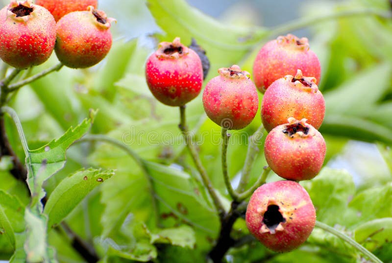 Meidoorn royalty-vrije stock afbeelding