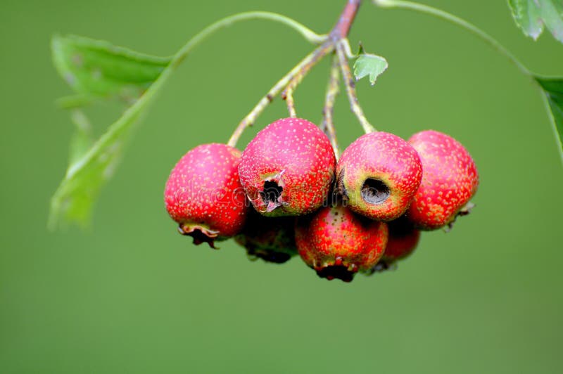 Meidoorn royalty-vrije stock afbeeldingen