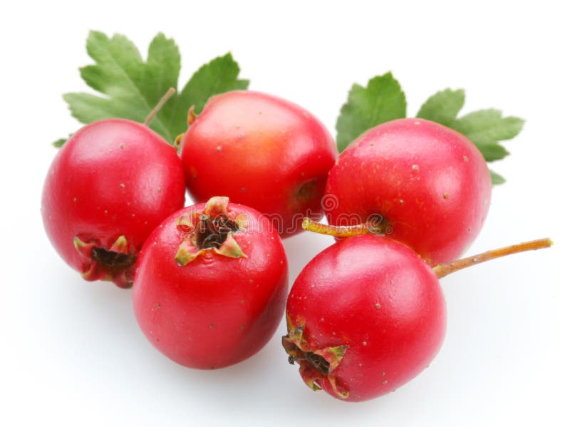 Meidoorn royalty-vrije stock fotografie