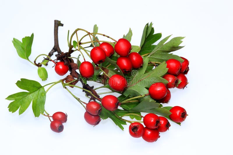Meidoornbessen royalty-vrije stock foto