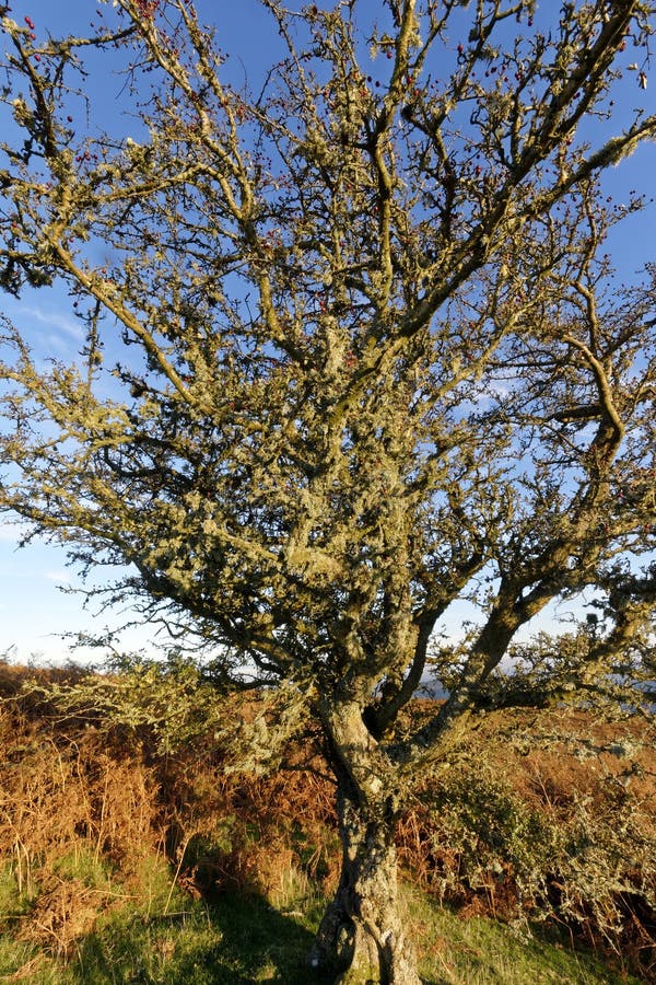 Haagdoornstruik stock foto's