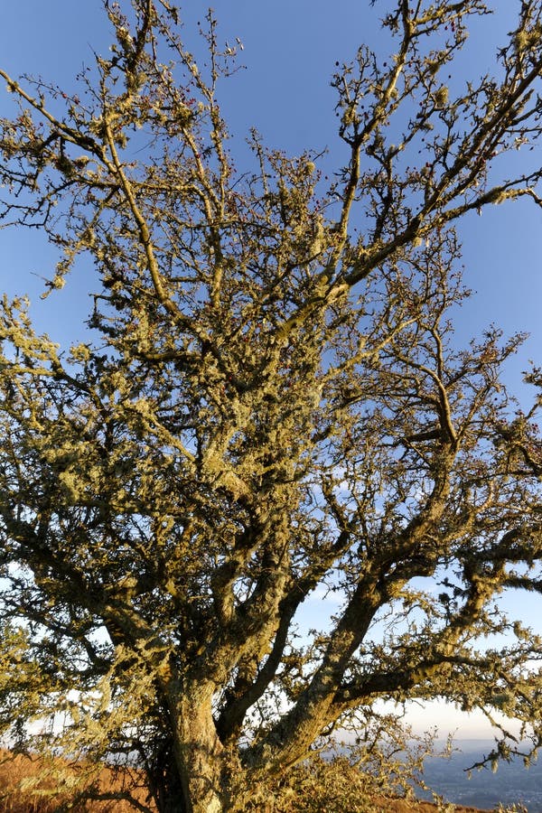 Haagdoornstruik stock foto