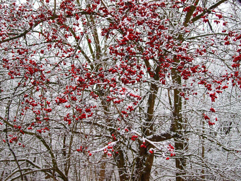 Meidoornstruik in de winter royalty-vrije stock afbeelding