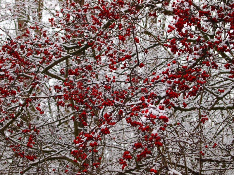 Meidoornstruik in de winter stock foto