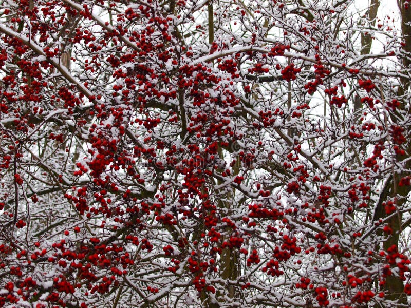 Meidoornstruik in de winter stock fotografie