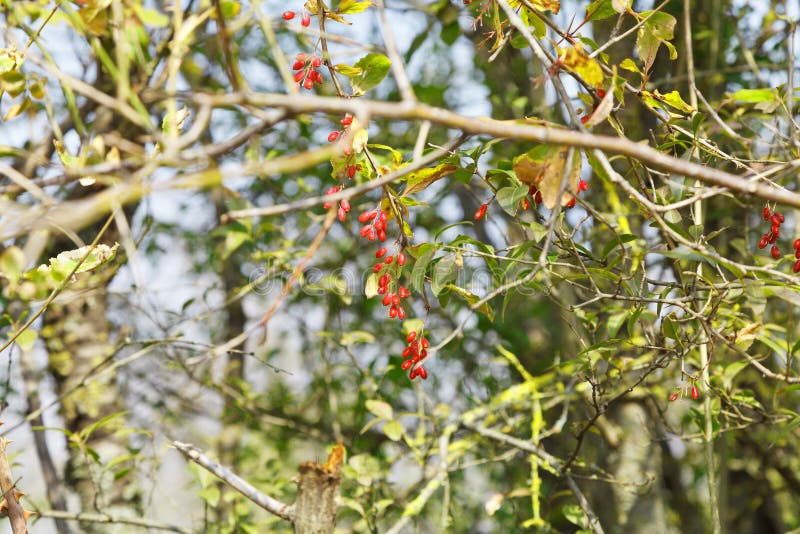 Haagdoornstruik met bessen in de herfst stock afbeelding