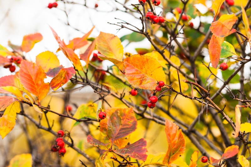 Meidoornstruik, rode bessen, gele bladeren stock foto