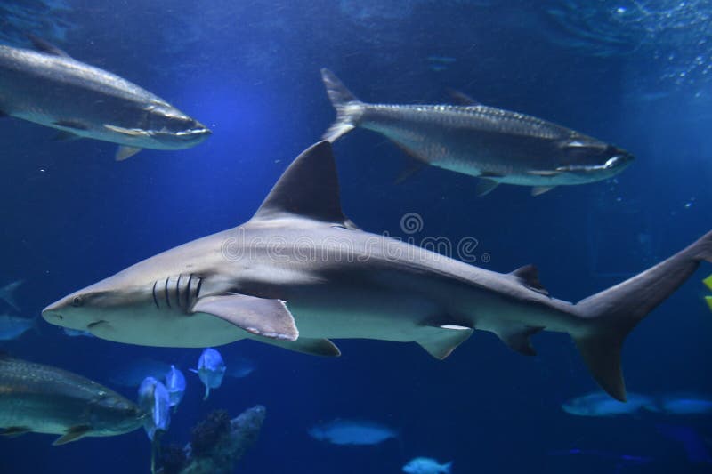 Haaienvis in water stock fotografie