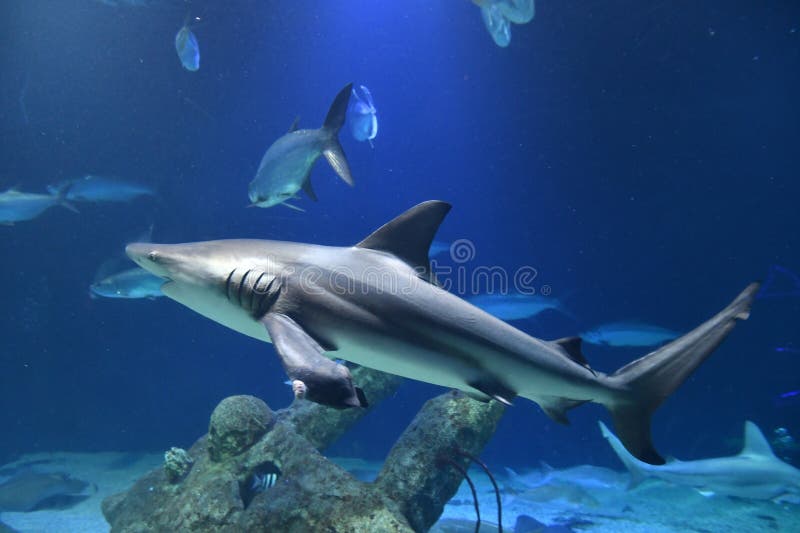 Haaienvis in water stock afbeeldingen
