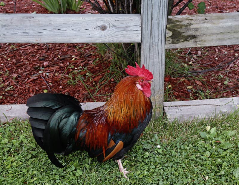 Rooster standing in front of a wooden fence. Rooster standing in front of a wooden fence