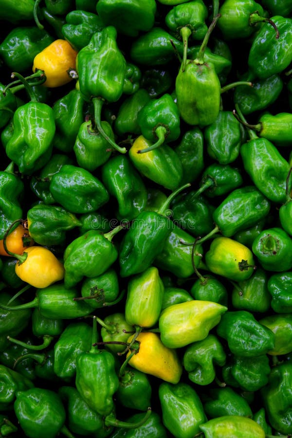 Habanero Chili Hottest Pepper in the World Stock Photo Image of