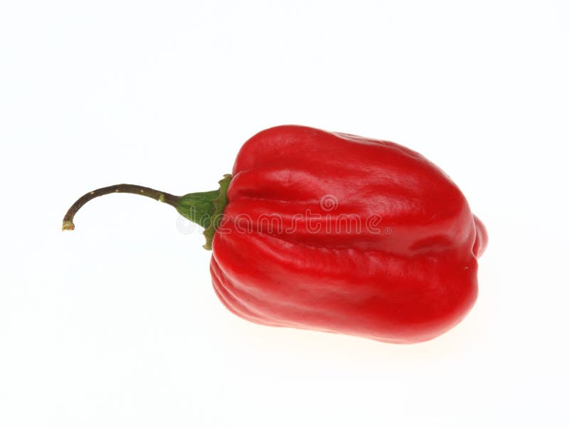 Habanero, Chili Pepper, Capsicum Annuum Stock Photo Image of peper