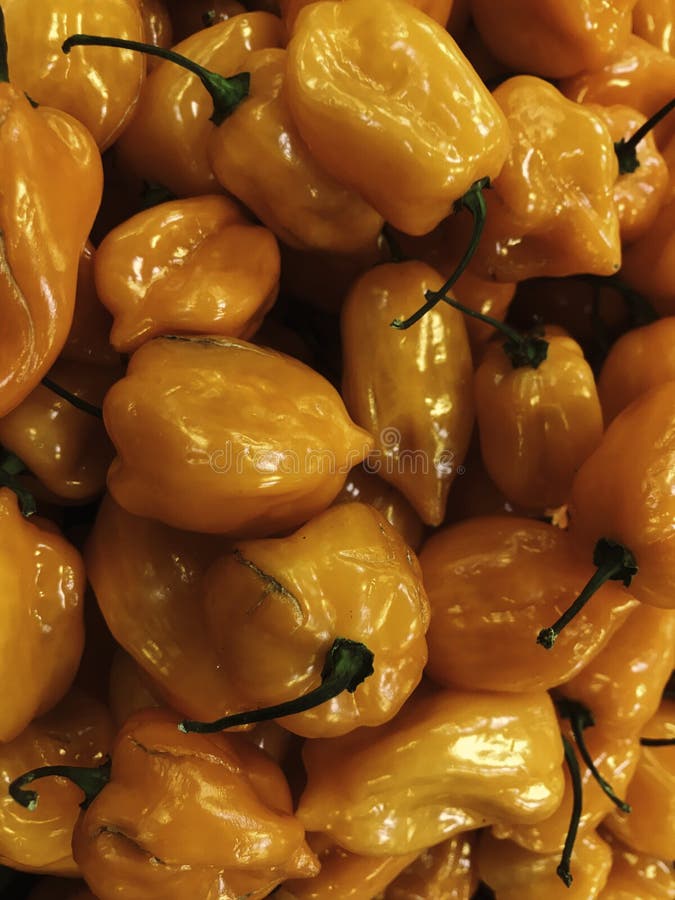 Habanero Chili Pepper, fond de texture de nourriture photos libres de droits Habanero Chili Pepper, fond de texture de nourriture photos libres de droits