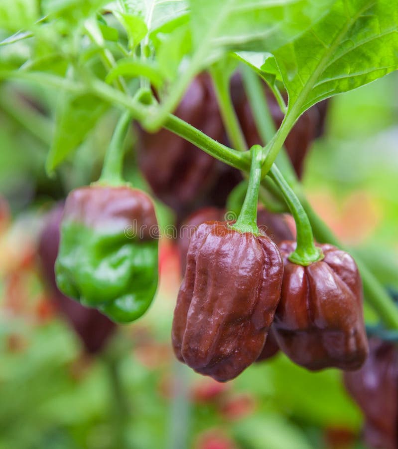 Habanero del cioccolato immagine stock libera da diritti Habanero del cioccolato immagine stock libera da diritti