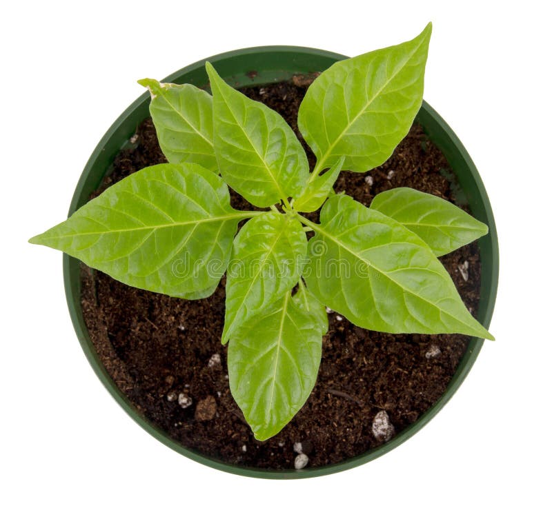 Habanero pepper potted plant isolated royalty free stock photography Habanero pepper potted plant isolated royalty free stock photography