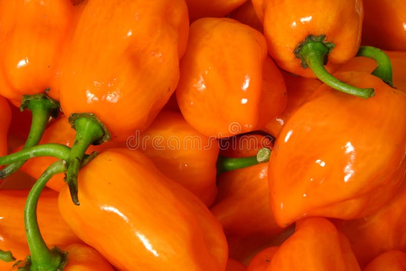 Habanero Orange peperoni, lavati e pronti per l'uso.