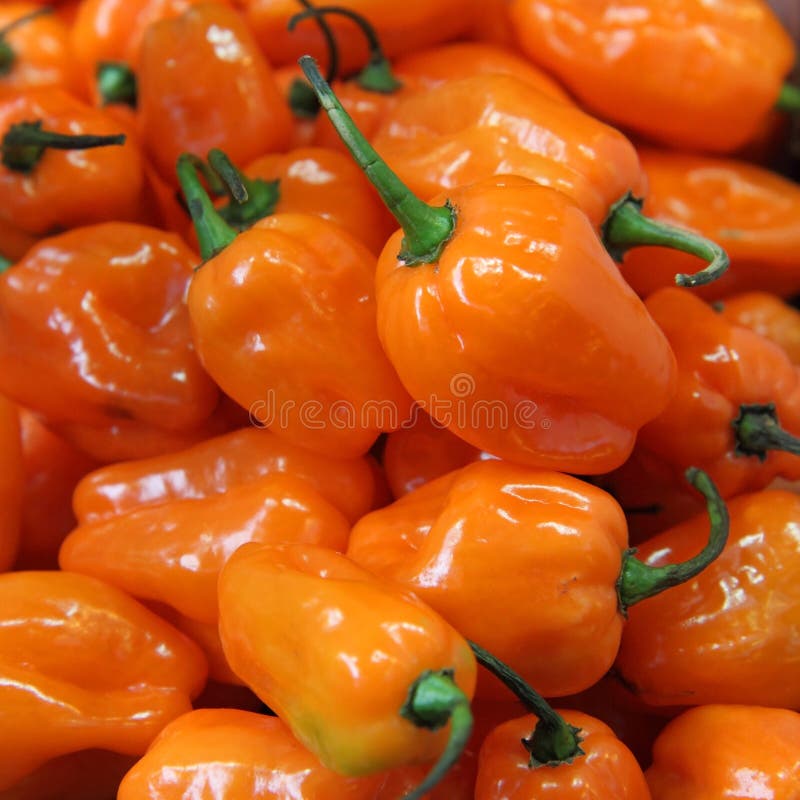 Habanero Peppers stock photo. Image of isolated, vegetable 13687844