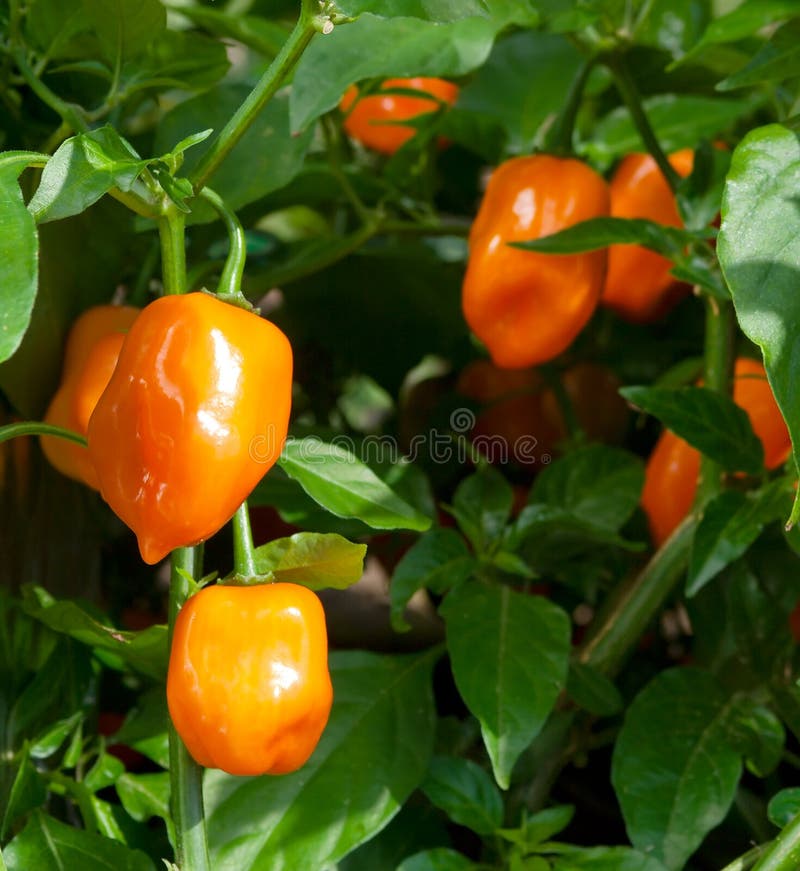 Habanero Peppers &x28;Capsicum Chinense&x29