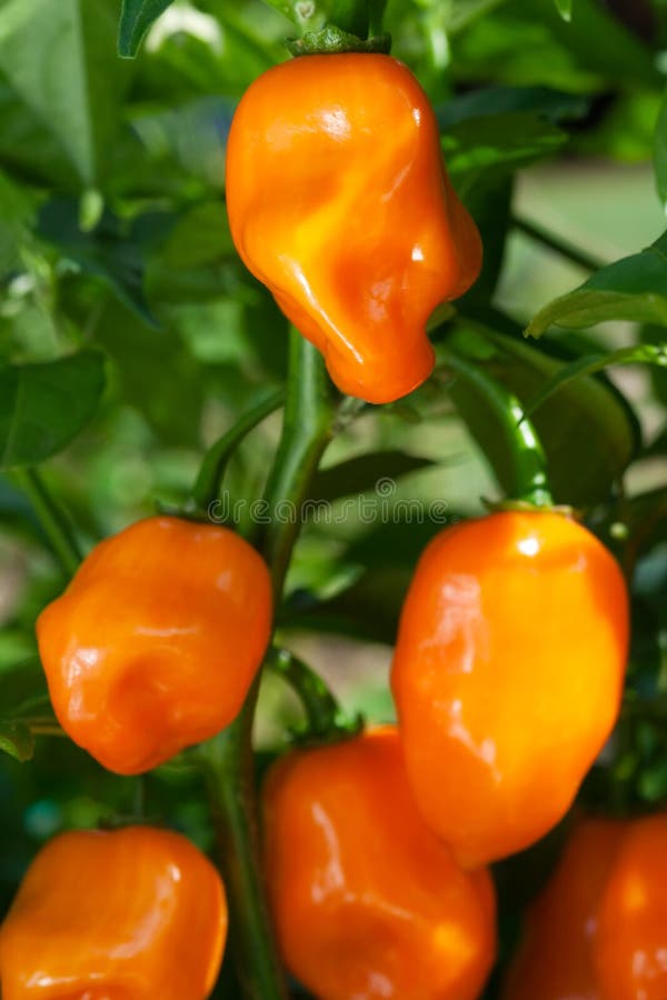 Habanero Peppers &x28;Capsicum Chinense&x29