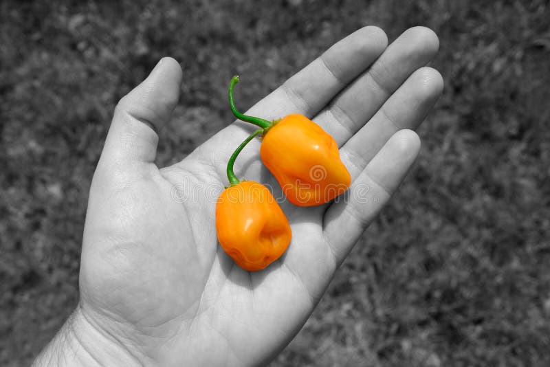 Habanero peppers in hand stock photo. Image of food, vegetables 10766884