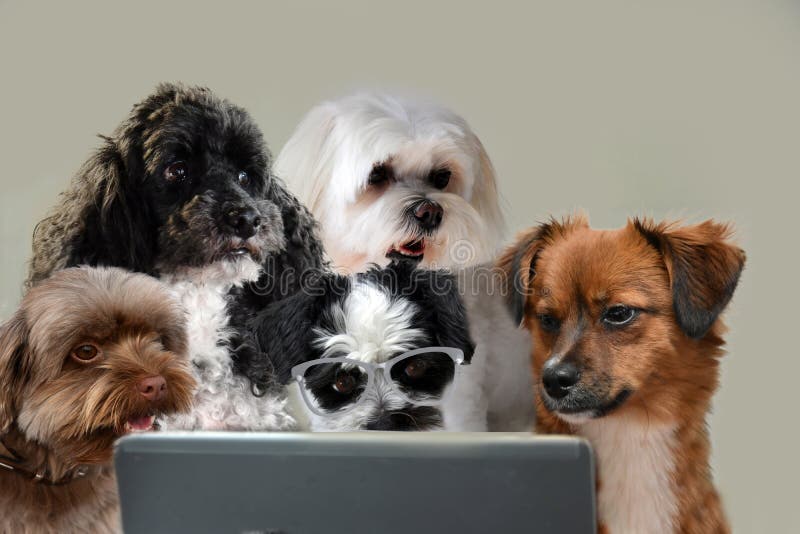 Habilidades del trabajo en equipo, grupo de perros que practican surf en Internet