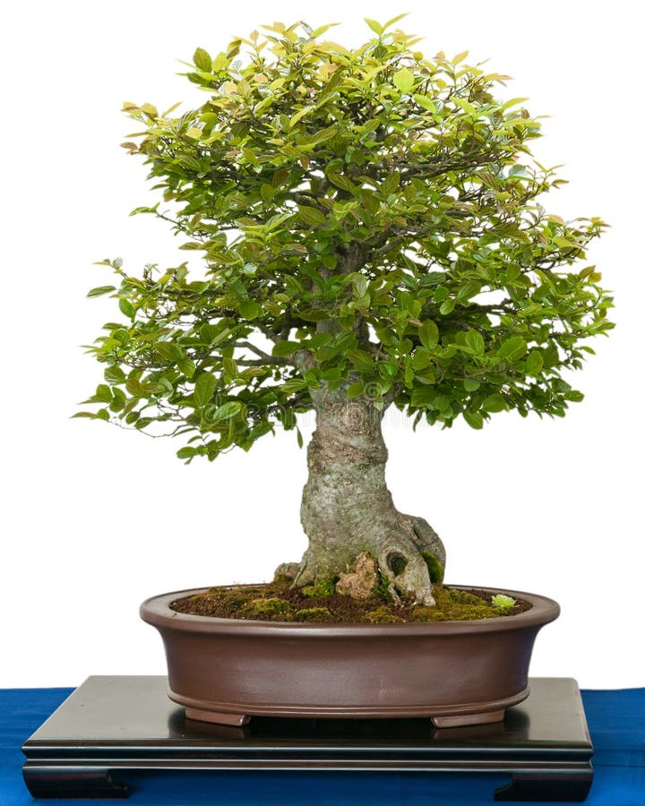 Hackberry (Zeltis Chinensis) As Bonsai Tree Stock Photo Image of