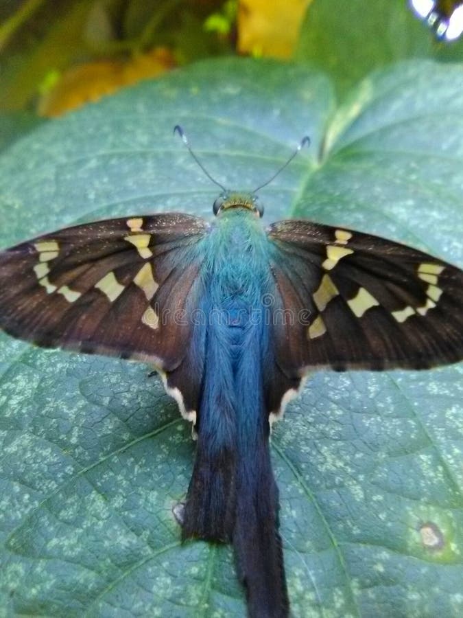 Hada de mariposa azul turquesa foto de archivo libre de regalías Hada de mariposa azul turquesa foto de archivo libre de regalías
