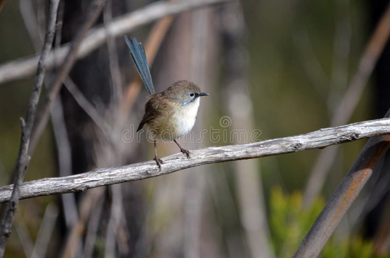 Hada magnífica masculina no madura Wren fotografía de archivo libre de regalías Hada magnífica masculina no madura Wren fotografía de archivo libre de regalías