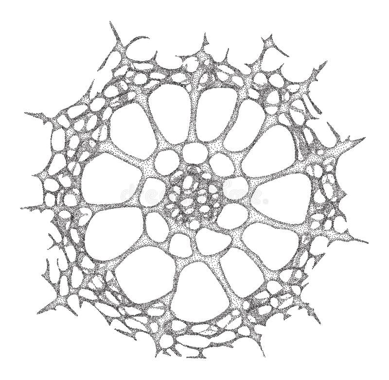 Haeckel inspitation - radiolarian protozoan in the old style - vector illustration