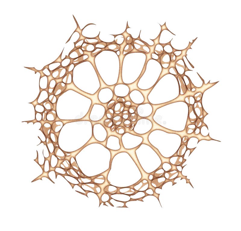 Haeckel inspitation - radiolarian protozoan in the old style .