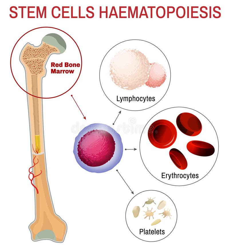 Haematopoiesis das células estaminais do sangue ilustração royalty free Haematopoiesis das células estaminais do sangue ilustração royalty free