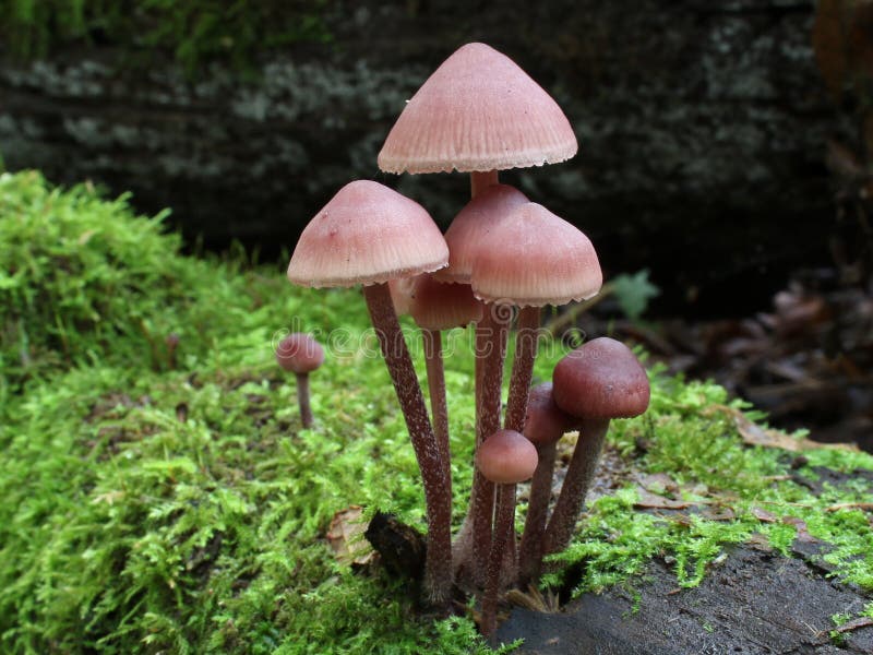 A cluster of Bleeding Mycena mushrooms Mycena haematopus on a mossy log. A cluster of Bleeding Mycena mushrooms Mycena haematopus on a mossy log