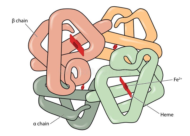 Heme Molecule Stock Illustrations – 169 Heme Molecule Stock Illustrations, Vectors & Clipart - Dreamstime Heme Molecule Stock Illustrations – 169 Heme Molecule Stock Illustrations, Vectors & Clipart - Dreamstime