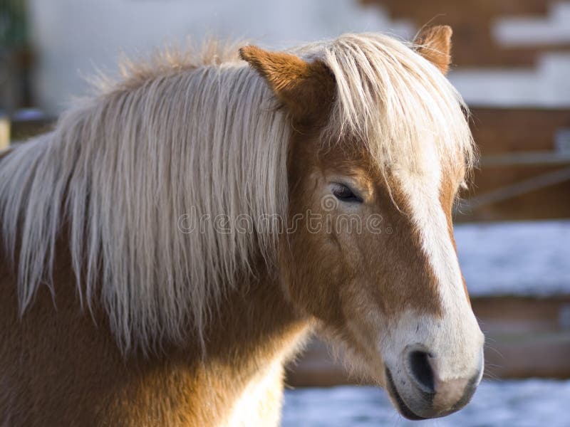 Haflinger stock photo