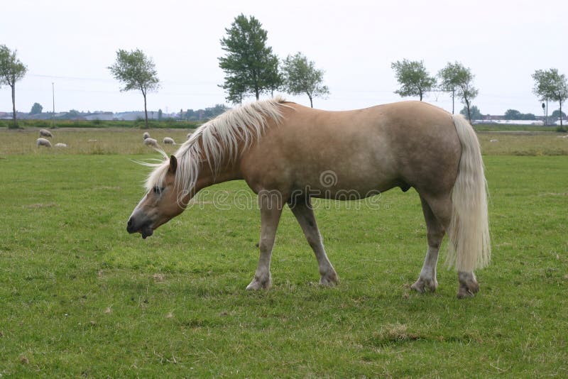 Haflinger horse sneezing stock photo. Image of eloquently 4394674