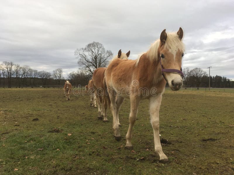 iets gedragen Dwaal Haflinger horses stock photo. Image of nature, beautiful - 83251954