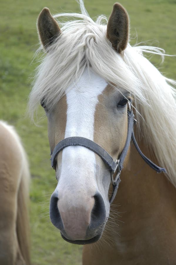 Haflingerhäst ii fotografering för bildbyråer