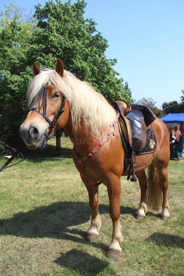 liefdadigheid Ontdooien, ontdooien, vorst ontdooien Vertrek Haflingerpaard Met Zadel En Getijgerd Stock Foto - Image of hoef, mooi:  123203788