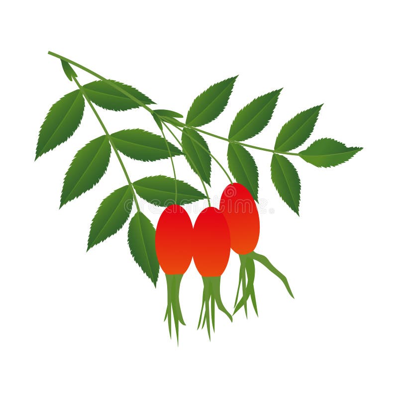 Hagebuttebeeren mit Blättern stock abbildung Hagebuttebeeren mit Blättern stock abbildung