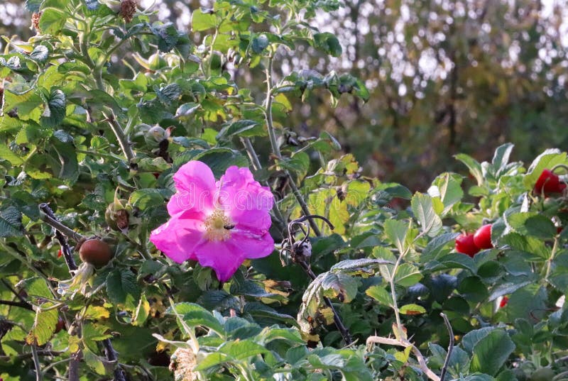 Hagebutteblumeherbstlächeln Eine schöne rosa Blume auf einer Frucht lizenzfreie stockfotos Hagebutteblumeherbstlächeln Eine schöne rosa Blume auf einer Frucht lizenzfreie stockfotos
