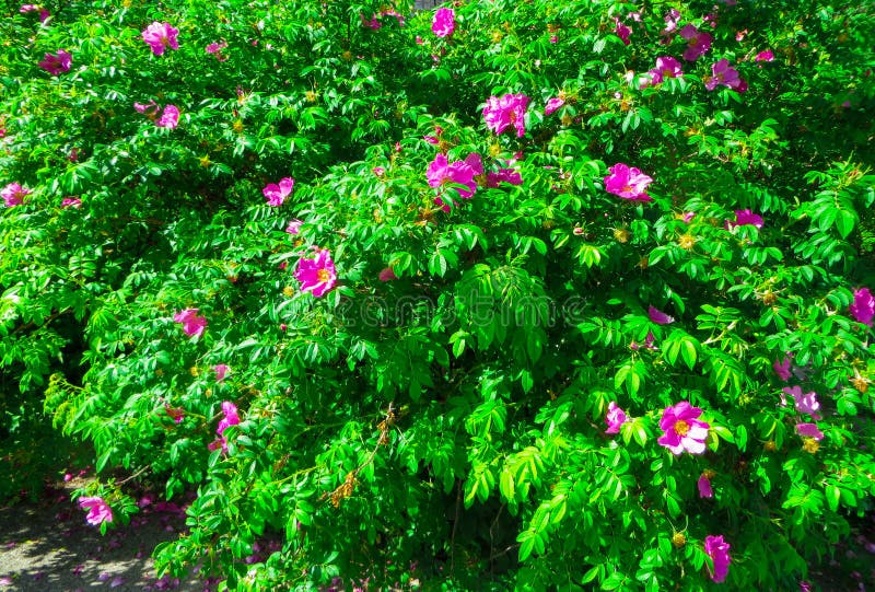 Hagebuttebusch gestreut mit rosa Blumen stockfotografie Hagebuttebusch gestreut mit rosa Blumen stockfotografie