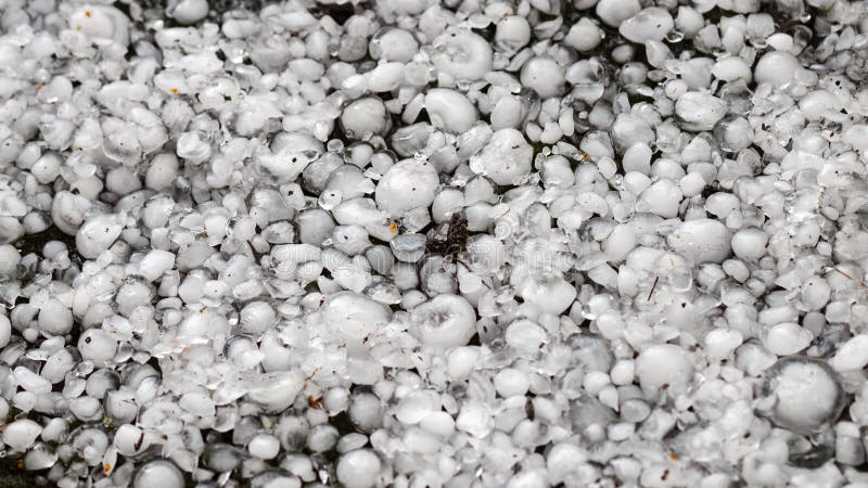 Hagelkorn på jordningen efter hagelskuren, hagel av det stora formatet, hagel som storleksanpassas med ett större mynt arkivfoton Hagelkorn på jordningen efter hagelskuren, hagel av det stora formatet, hagel som storleksanpassas med ett större mynt arkivfoton