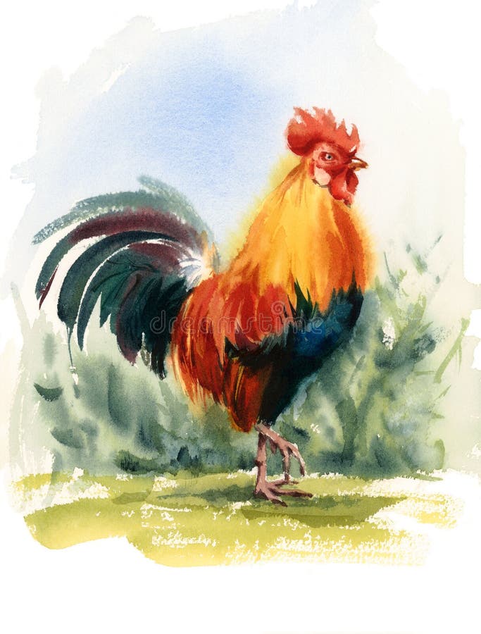 Hahn-Vogel-Aquarell-Illustrations-Hand gezeichnet lizenzfreie abbildung Hahn-Vogel-Aquarell-Illustrations-Hand gezeichnet lizenzfreie abbildung