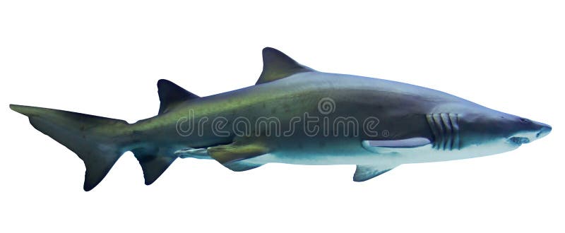 Hai isoliert auf weißem Hintergrund. schöner toothy Raubtier. Horizontal Bild. Datenzugriffsseiten-Ansicht. vektor abbildung