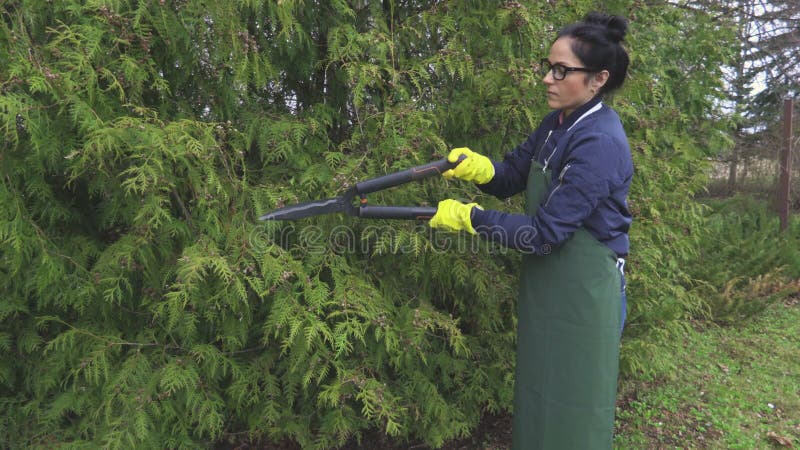 Haie de coupe de femme de thuja