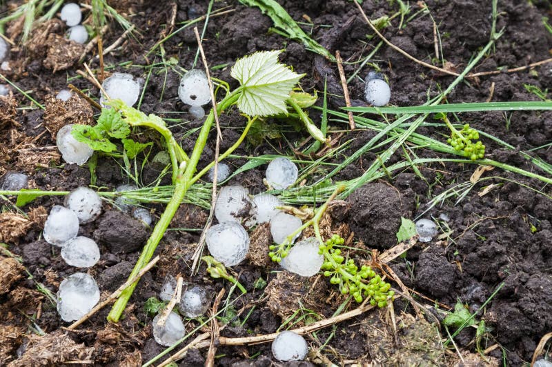 Hail ice balls in vineyard