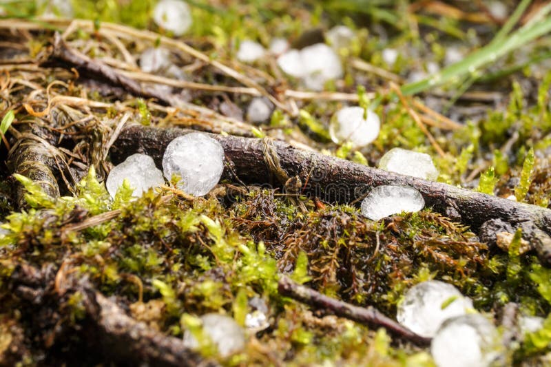 Hail lies on the forest floor royalty free stock images Hail lies on the forest floor royalty free stock images