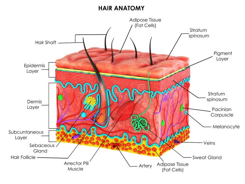 Hair Anatomy for Biology Science Education Stock Illustration